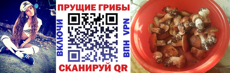 где можно купить   Ленинградская  Галлюциногенные грибы Cubensis 